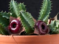 Thumbnail of 1736_Huernia zebrina magniflora_20150904(1).JPG